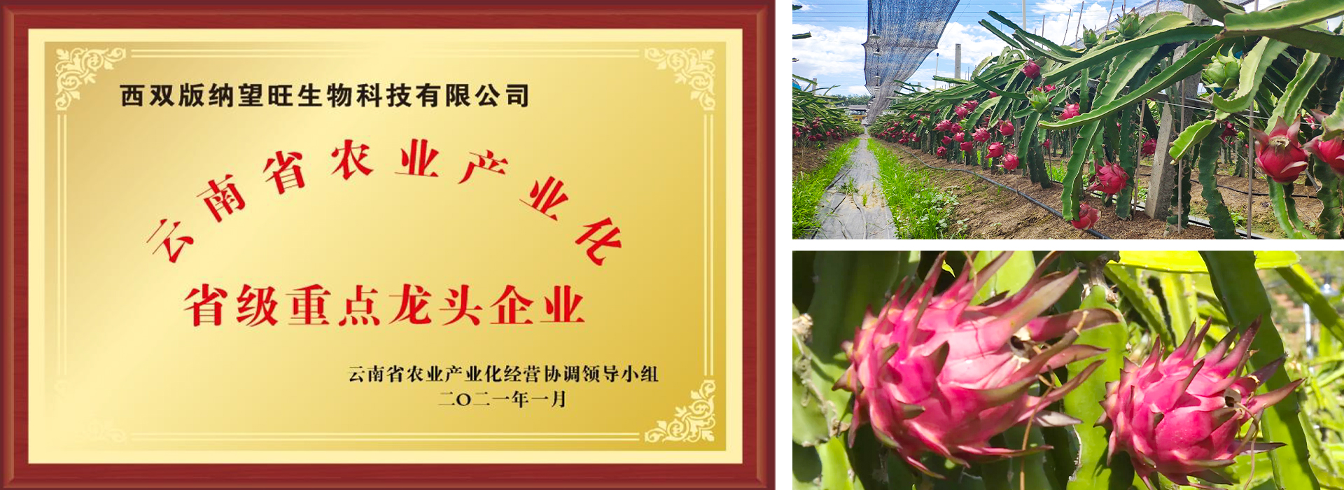 西雙版納望旺生物科技有限公司